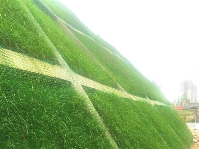 1582774313530223.jpg 4.jpg