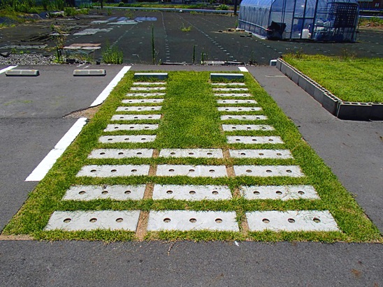 02 施工后草坪生長情況實(shí)例（鋪設(shè)完成10個月后）.jpg