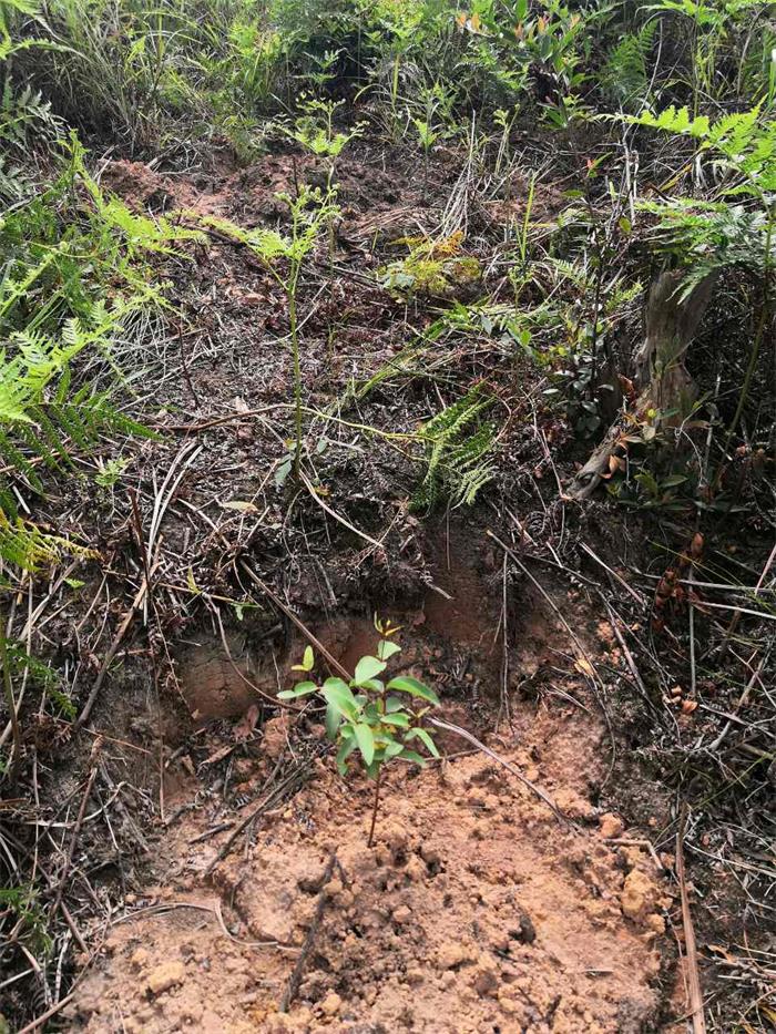 1602234172875869.jpg 4.jpg