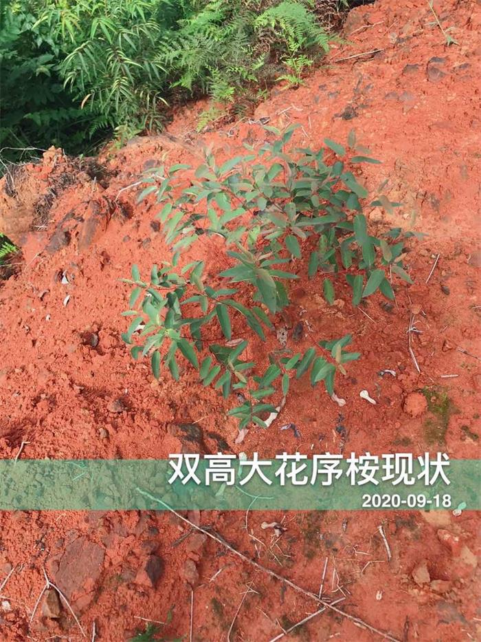 1602234187631444.jpg 6.jpg