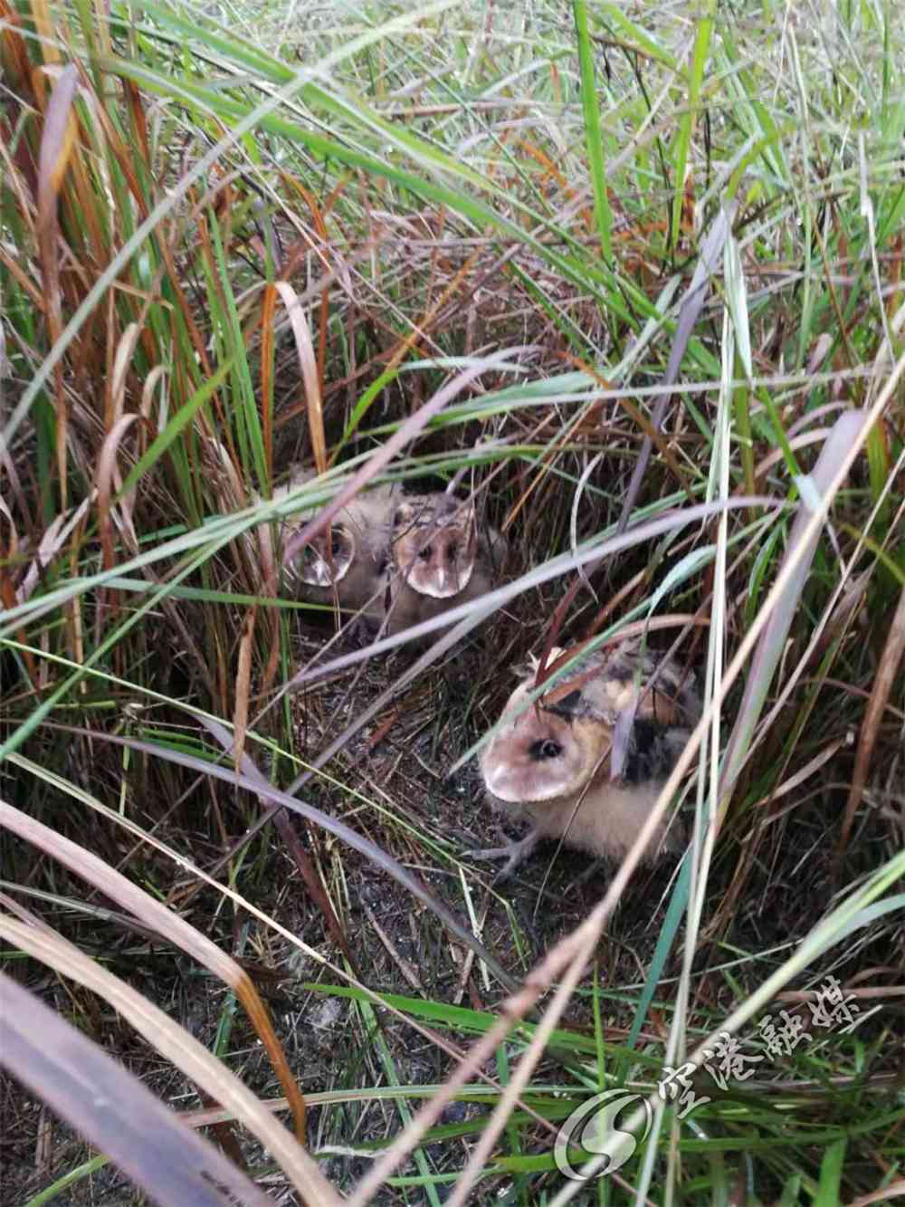 1655457565302188.jpg b648c37acf9240268af993a3b7c7a333.jpg